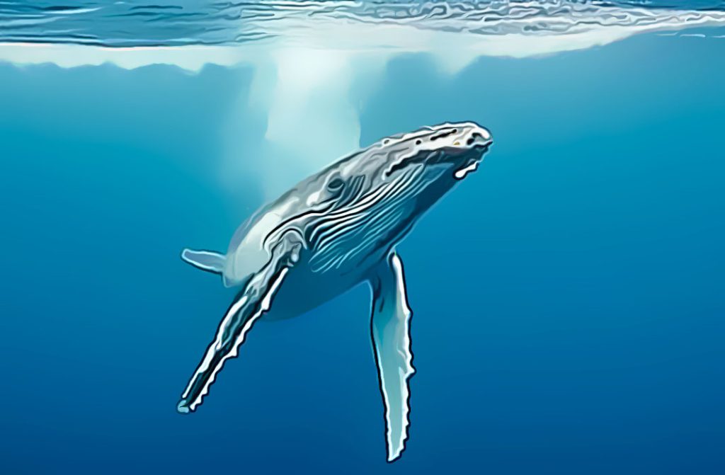 Apa Yang Dilakukan Para Whale Bitcoin Saat Ini?